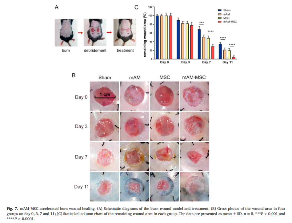 小动物活体成像系统在间充质干细胞加速烧伤创口愈合方面的应用