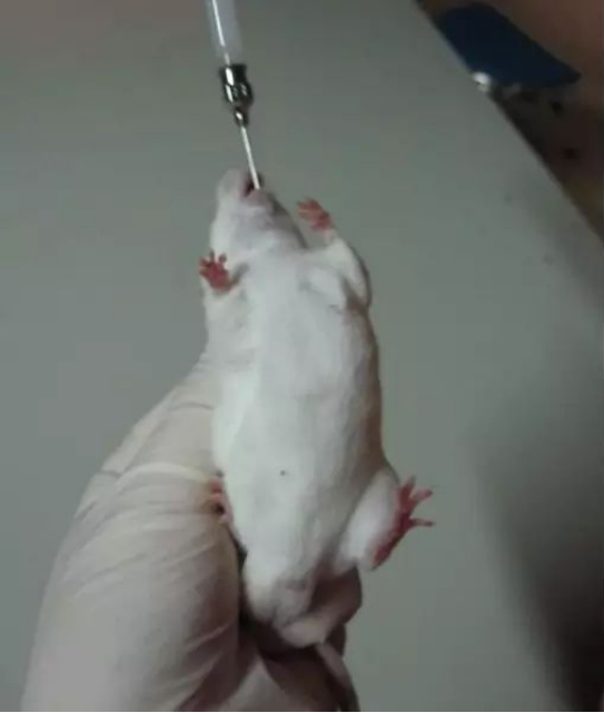 小鼠常用的给药方法介绍及如何选择-公司新闻-江西中洪博元生物技术有限公司