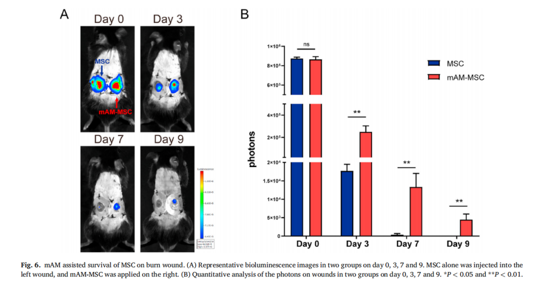 小动物活体成像系统在间充质干细胞加速烧伤创口愈合方面的应用
