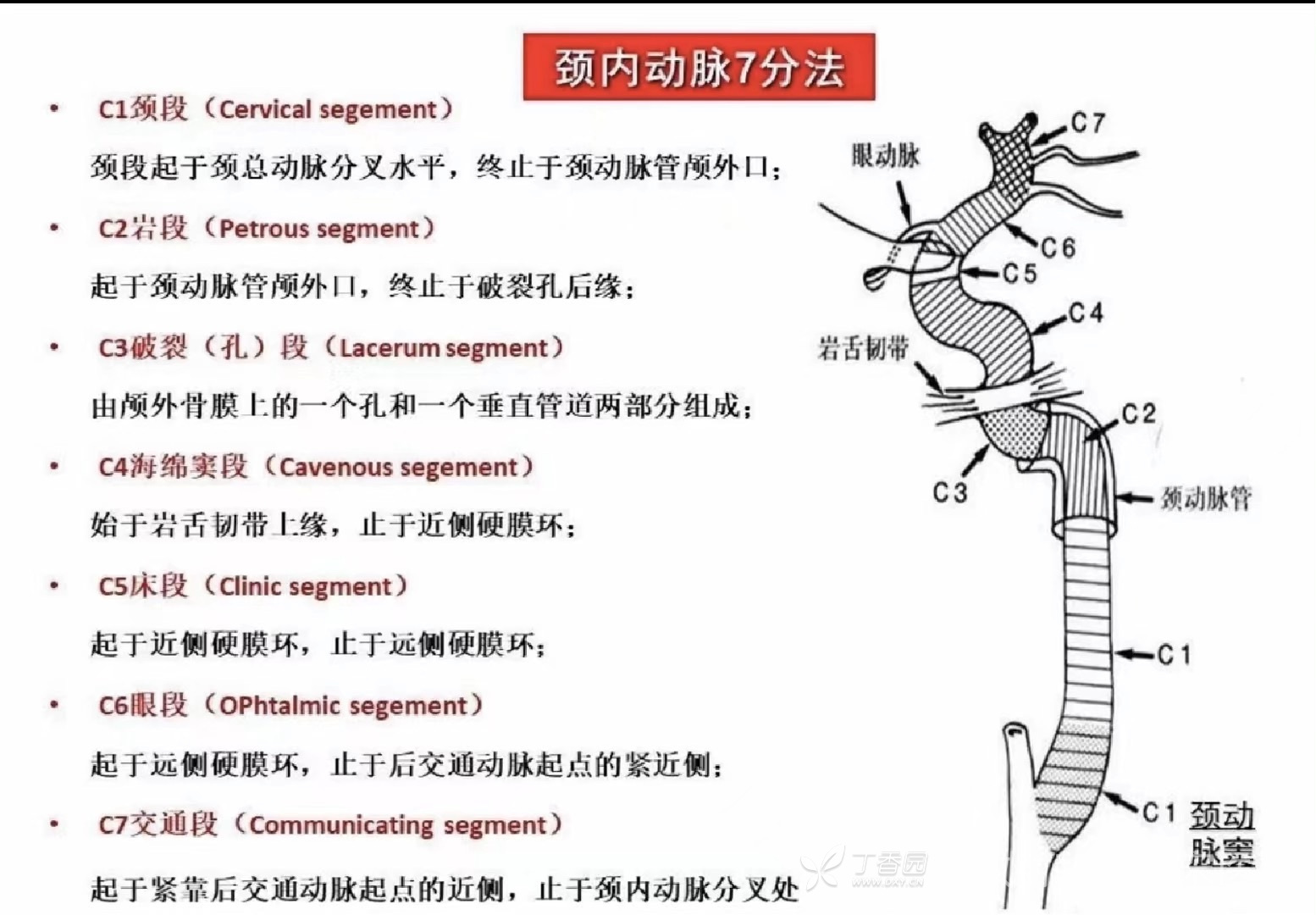 颈内动脉体表定位图片