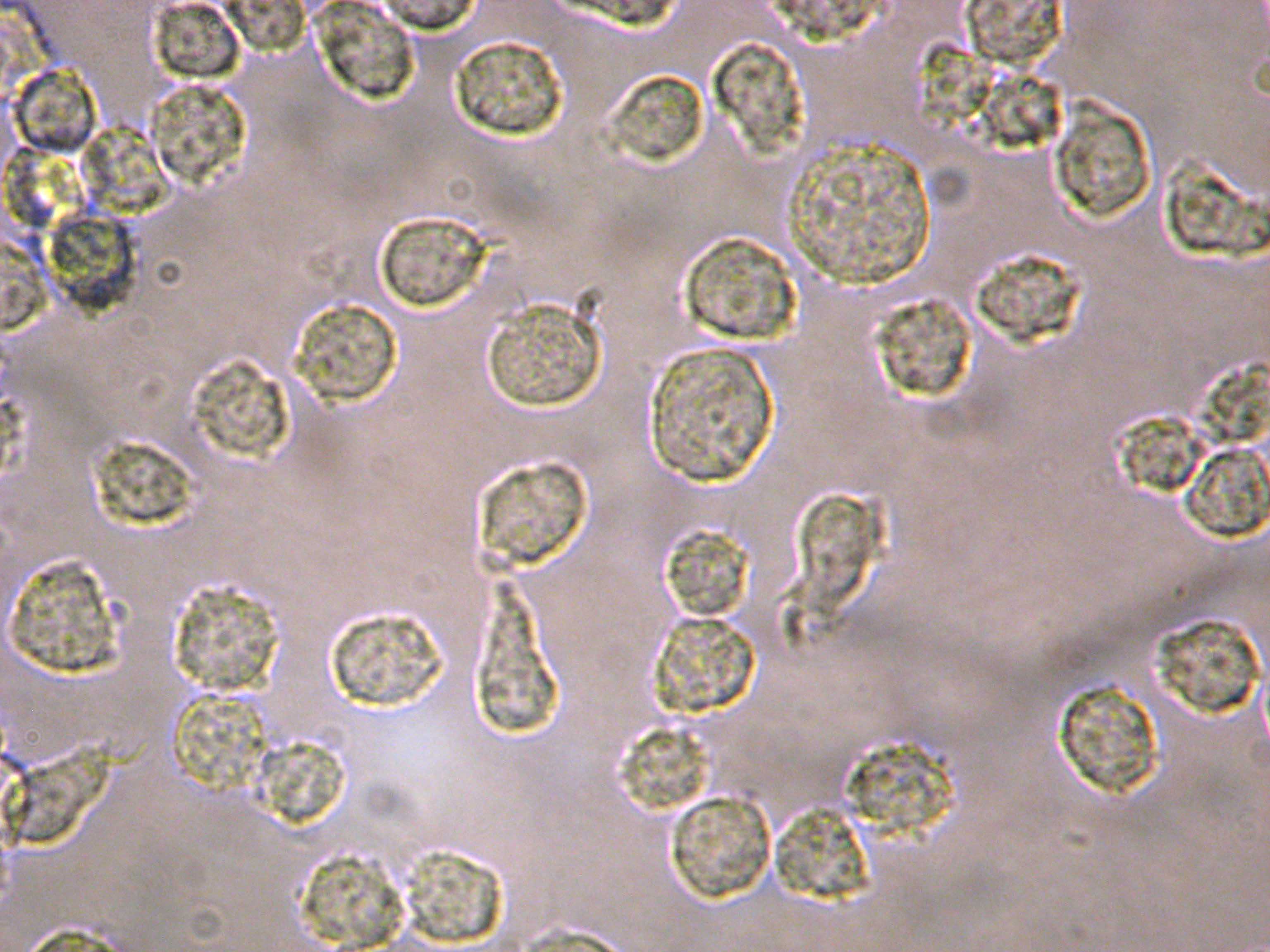 干货 | 原代细胞提取之取材与分离