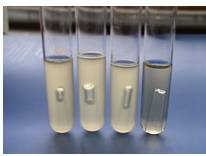 常见微生物菌落形态图及比较