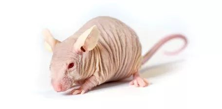 实验技术分享丨裸鼠成瘤实验技巧盘点