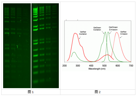 GelRed&GelGreen:灵敏度碾压EtBr、SYBR Safe GelRed&GelGreen:灵敏度碾压EtBr、SYBR Safe