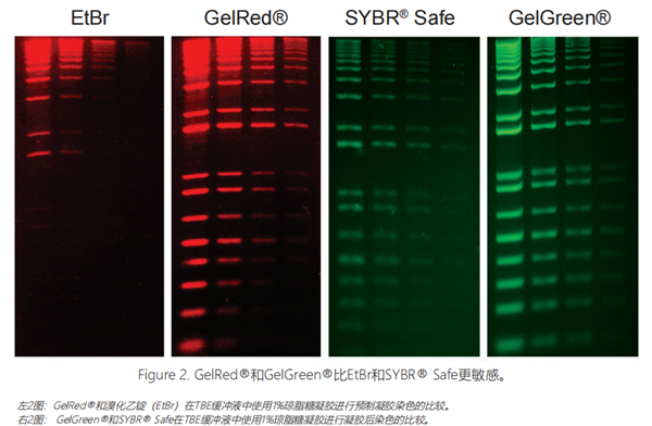 GelRed核酸染料:无毒,灵敏度高、信噪比高 GelRed核酸染料:无毒,灵敏度高、信噪比高