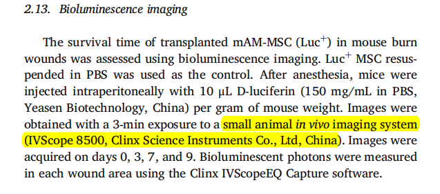小动物活体成像系统在间充质干细胞加速烧伤创口愈合方面的应用