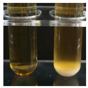 Paecilomyces formosus