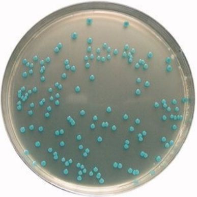 Streptomyces caeruleatus