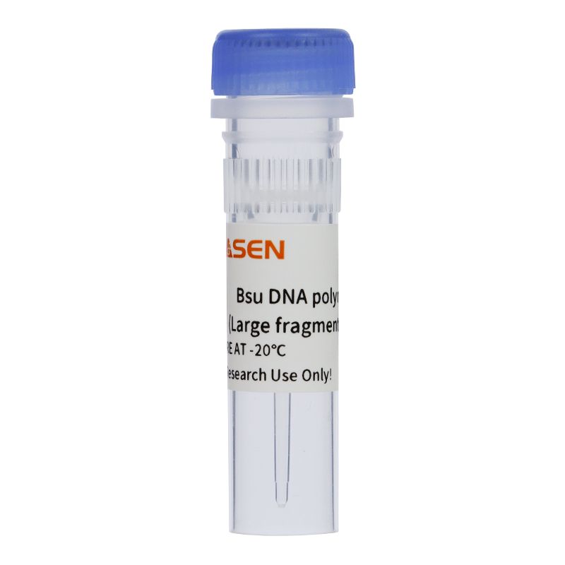 Bsu DNA polymerase (Large fragment, 5 U/μL)