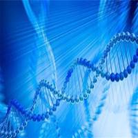 Recombinant Human RPL8