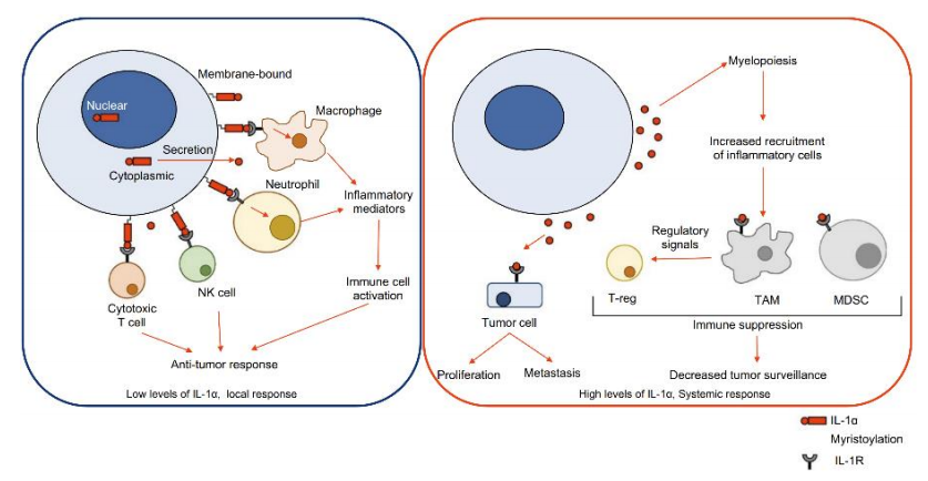 IL-1α白介素-1α