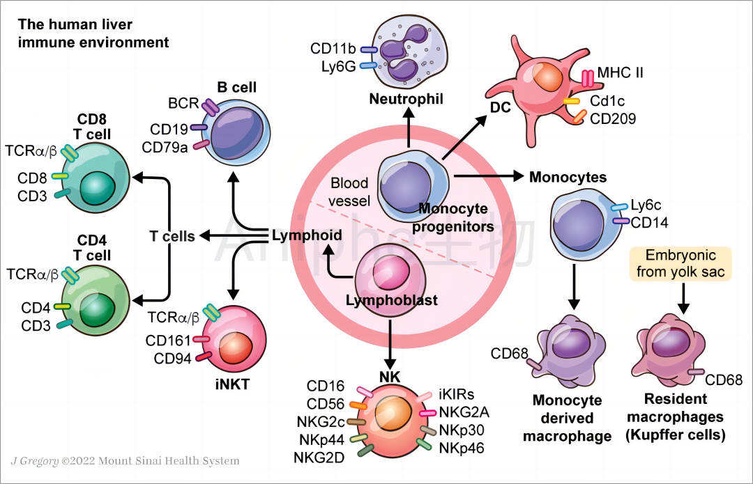 疾病模型 | 肝纤维化(HF)与肝纤维化肝癌（HCC）（下）