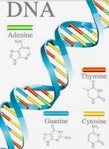 PCR反应中DNA体外复制应具备条件