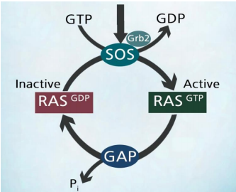 KRAS抑制剂筛选---核苷酸交换法