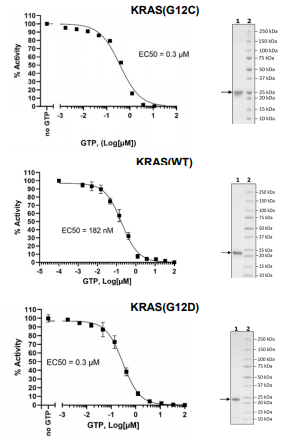 KRAS抑制剂筛选---核苷酸交换法