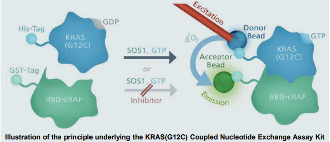 KRAS抑制剂筛选---核苷酸交换法