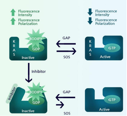 KRAS抑制剂筛选---核苷酸交换法