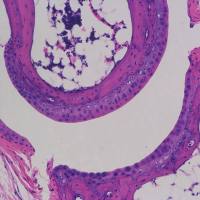 骨组织EDTA脱钙（大/小）