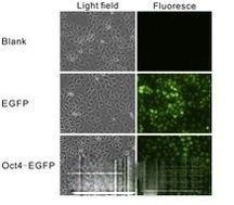 稳定细胞株筛选