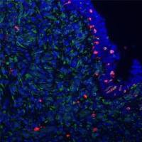 免疫荧光（冰冻/石蜡-双标）