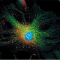 细胞荧光染料标记检测实验