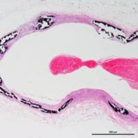 VonKossa染色实验服务