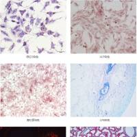 特殊染色服务项目