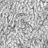 网状纤维染色银染实验服务