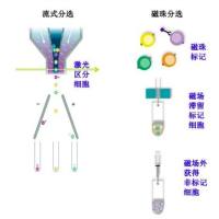 磁珠分选细胞
