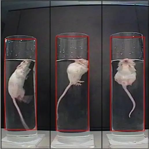 强迫游泳 动物行为学实验