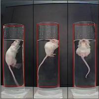 强迫游泳 动物行为学实验