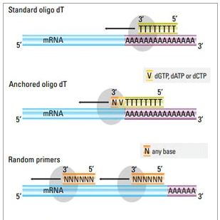 mRNA RT-qPCR检测