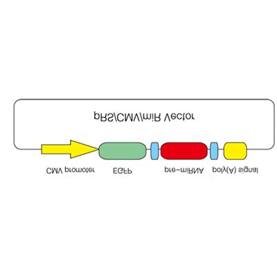 慢病毒载体的miRNA载体构建实验服务