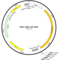 现货质粒/干扰质粒/过表达质粒