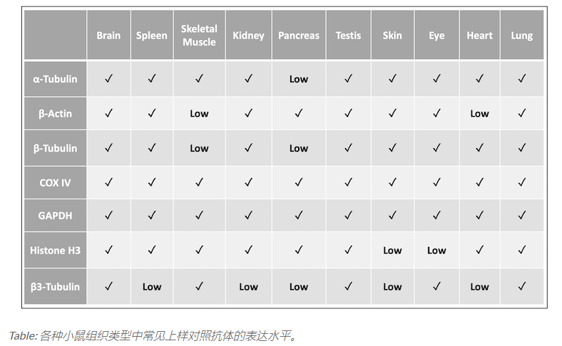 选择合适的内参抗体注意这 5 大因素