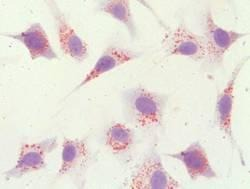 细胞成脂、成骨、成神经诱导实验服务