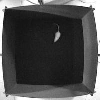 旷场实验  动物行为学实验