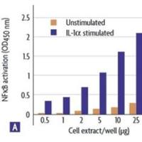 NF-KB p65活性检测实验