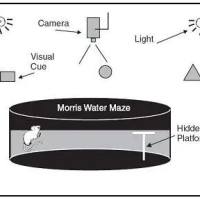 模型评价水迷宫
