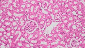 内分泌代谢类动物模型