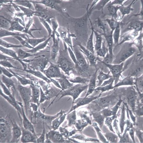 C6大鼠胶质瘤细胞、C6细胞系、C6细胞