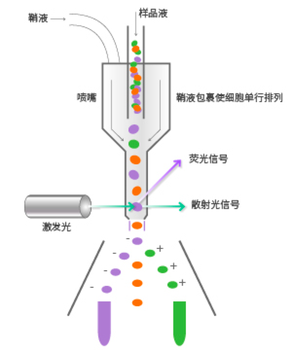 细胞分选仪器生产厂家及相关介绍