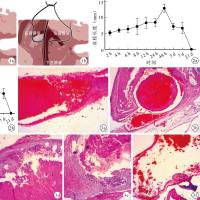 体内血栓动物模型