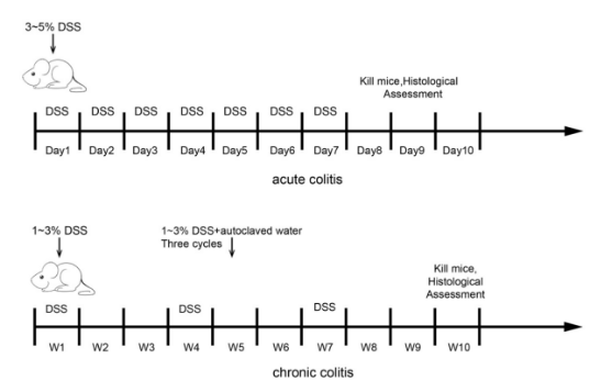 肠炎动物模型  消化系统模型
