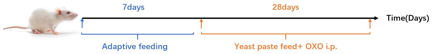 高尿酸血症模型