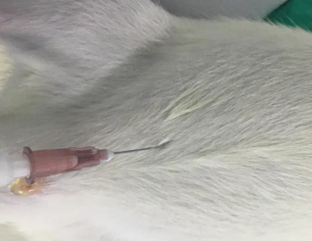 鼻炎模型  五官系统模型