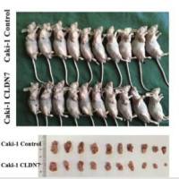 动物造模裸鼠皮下移植瘤（只成瘤）