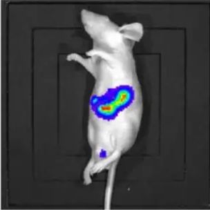 裸鼠肝原位瘤药效评估