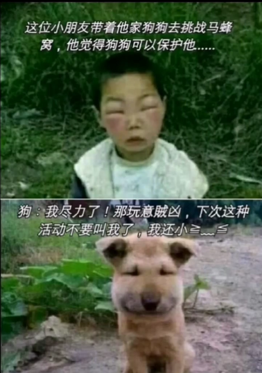 出门散个步,他被近千根毒刺围住……