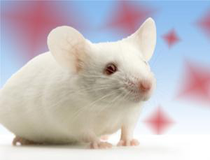 外科类动物模型